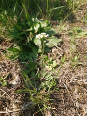 Capsella bursa-pastoris