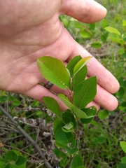 Amelanchier nantucketensis