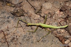 Huananphasma amicum