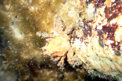 Schizophrys rufescens