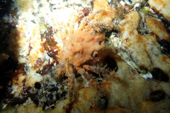 Schizophrys rufescens