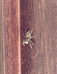 Menemerus semilimbatus