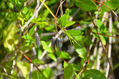 Billardiera heterophylla