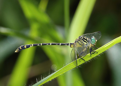 Austrogomphus arbustorum