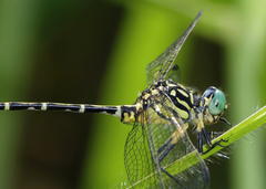 Austrogomphus arbustorum