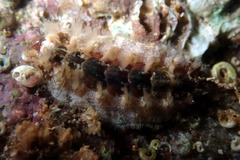Acanthochitona kimberi