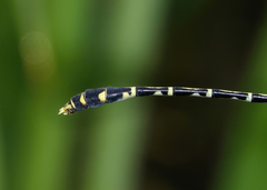 Austrogomphus arbustorum