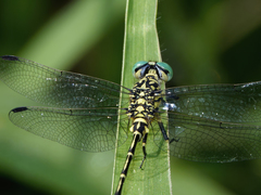Austrogomphus arbustorum