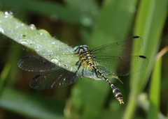 Austrogomphus arbustorum