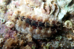 Acanthochitona kimberi