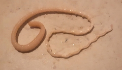 Cyclophyllidea
