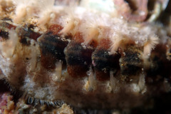 Acanthochitona kimberi