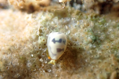 Cystiscus