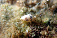 Cystiscus
