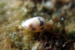 Cystiscus