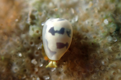 Cystiscus
