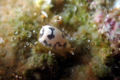 Cystiscus