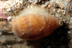 Notocypraea comptonii