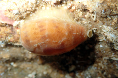 Notocypraea comptonii