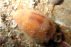 Notocypraea comptonii