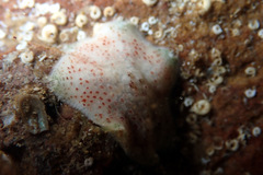 Meridiastra fissura