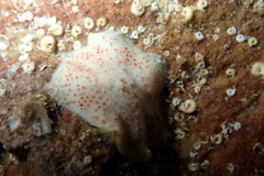 Meridiastra fissura