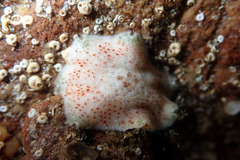 Meridiastra fissura