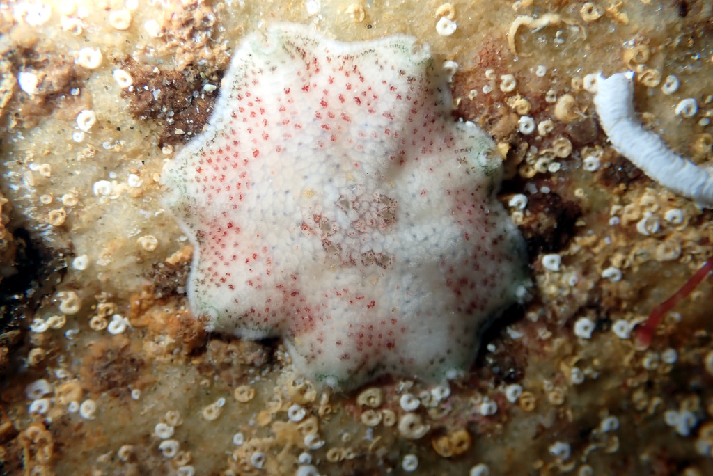 Meridiastra fissura