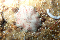 Meridiastra fissura
