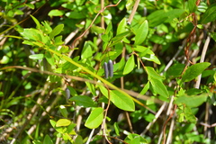 Billardiera heterophylla