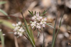 Daucus involucratus
