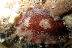 Aphelodoris lawsae