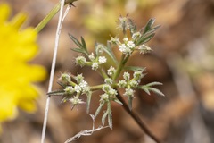 Daucus involucratus