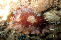 Aphelodoris lawsae