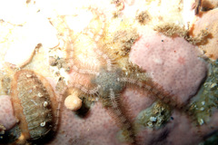 Ophiothrix caespitosa
