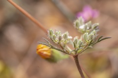 Daucus involucratus