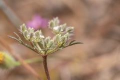 Daucus involucratus