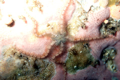 Ophiothrix caespitosa