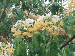 Crateva adansonii formosensis