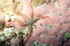 Ophiothrix caespitosa