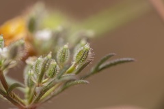 Daucus involucratus