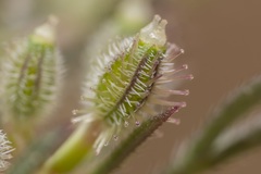 Daucus involucratus