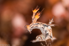 Cabangus regius