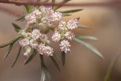 Daucus involucratus