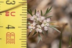 Daucus involucratus