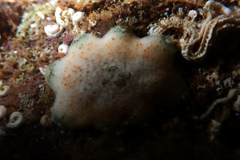Meridiastra fissura