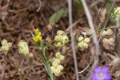 Valerianella vesicaria