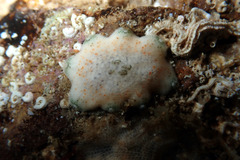 Meridiastra fissura