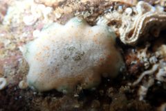 Meridiastra fissura