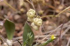 Valerianella vesicaria